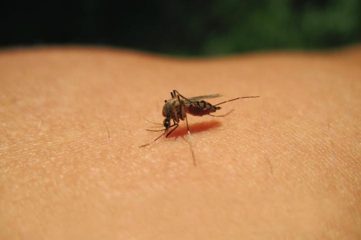 Imagen de archivo de un mosquito.
