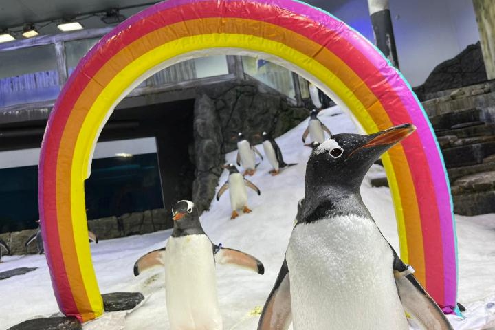 El pingüino Sphen, en primer plano, junto a su pareja Magic en el acuario de Sidney.
