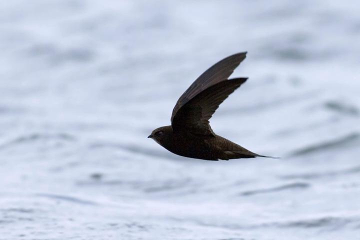 Imagen de archivo de un ejemplar de vencejo ('Apus, apus').