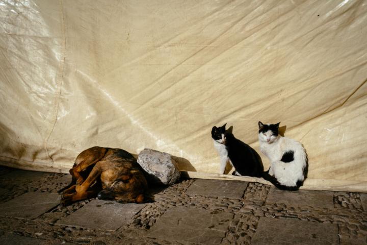 Imagen de archivo de dos gatos y un perro callejeros tomando el sol en la medina de Chefchaouen (Marruecos).