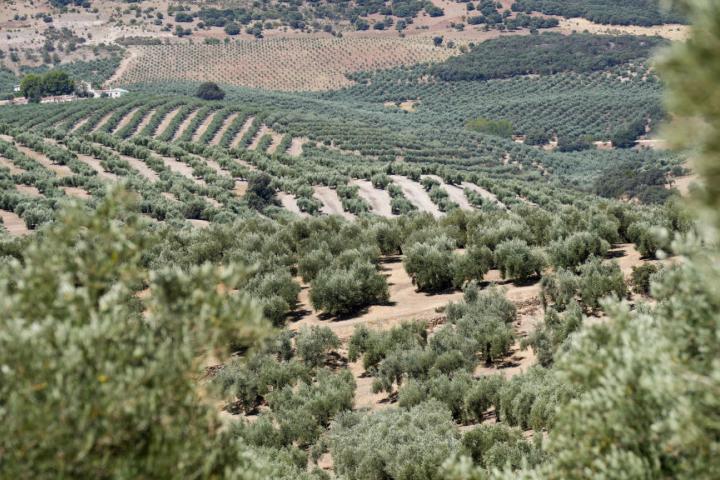 Imagen de archivo de olivares en Granada (Andalucía).