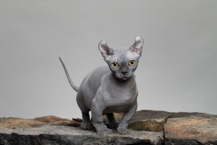 Imagen de archivo de un gato dwelf, conocido por carecer de pelo.
