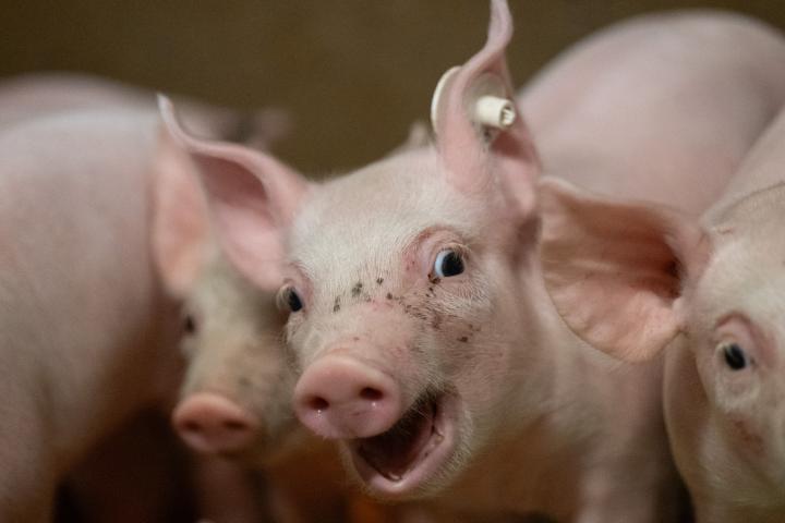 Imagen de archivo de varios lechones en una granja.
