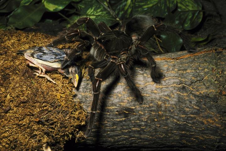 Imagen de archivo de un ejemplar de tarántula gigante Goliat ('Theraphosa blondi'), alimentándose de su presa cazada, un pequeño pájaro.