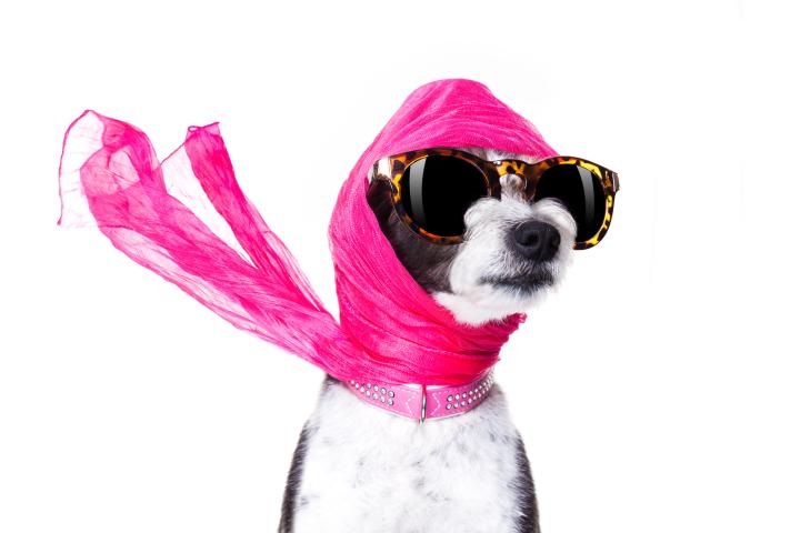 Perro fashionista.
