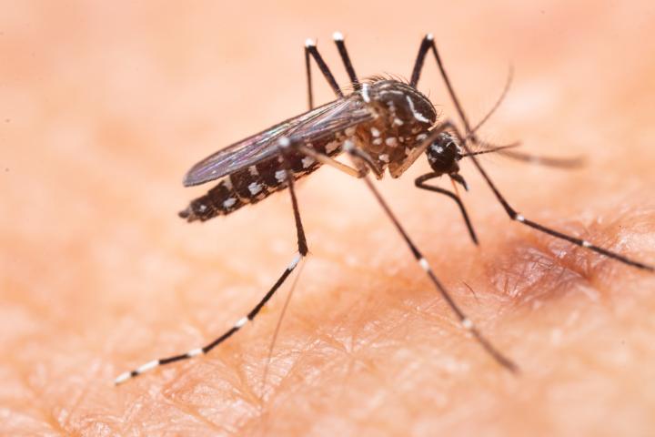 Mosquito pica en la piel de un humano.