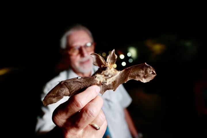 El experto Wolfgang Sauerbier muestra un ejemplar de murciélago orejudo en la cueva de Barbarroja.