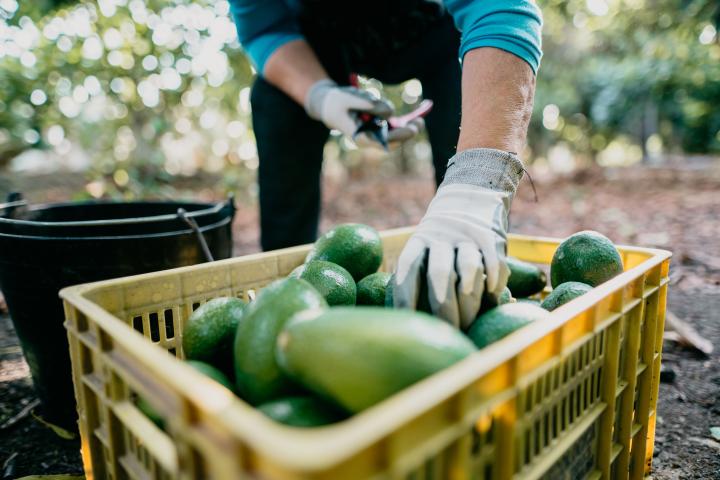 Imagen de archivo de recolección de aguacates en un campo de Vélez-Málaga (Andalucía).