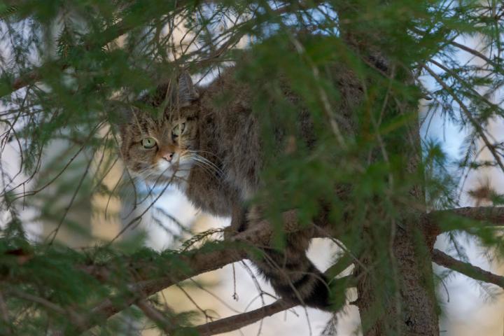 Ejemplar de gato montés ('felis silvestris'), en una imagen de archivo