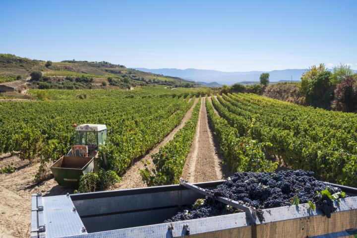 Imagen de archivo de viñedos en Álava.