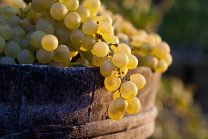 Imagen de archivo de uvas.