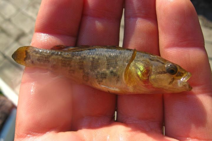 Ejemplar de Durmiente Chino  (Perccottus glenii) en la palma de una mano.