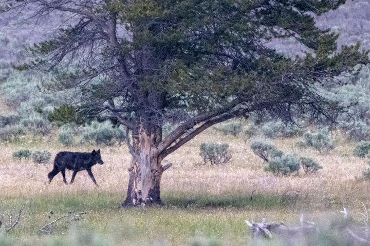 Un lobo negro pasea por los paisajes de Yellowstone, en Estados Unidos.
