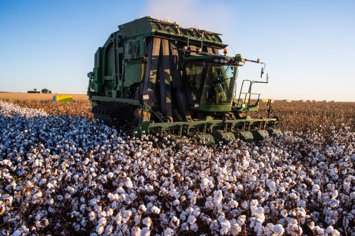Una cosechadora recoge algodón en una plantación de algodón.