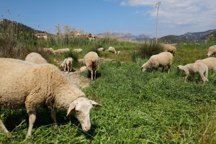 Un rebaño de ovejas pasta junto a una zona turística de la isla de Mallorca.