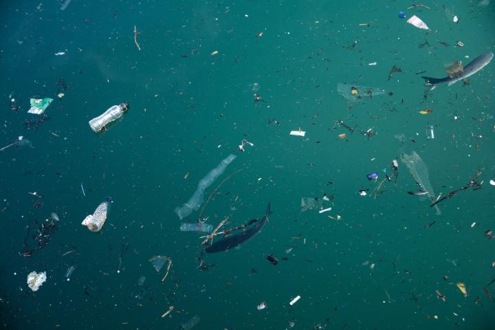 Dos peces nadan en aguas con alta presencia de microplásticos.