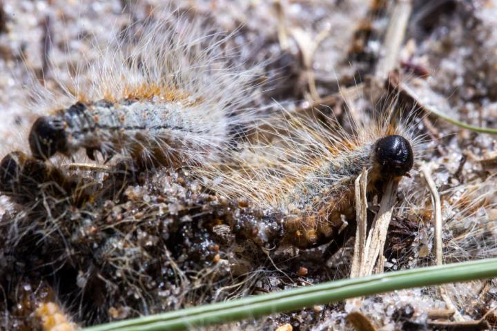 Imagen de archivo de orugas procesionaria.