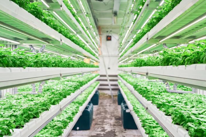 Imagen de archivo de un cultivo hidropónico en vertical.