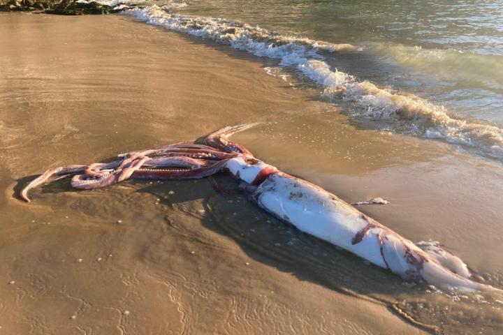 Un calamar gigante tóxico en Llanes (Asturias).