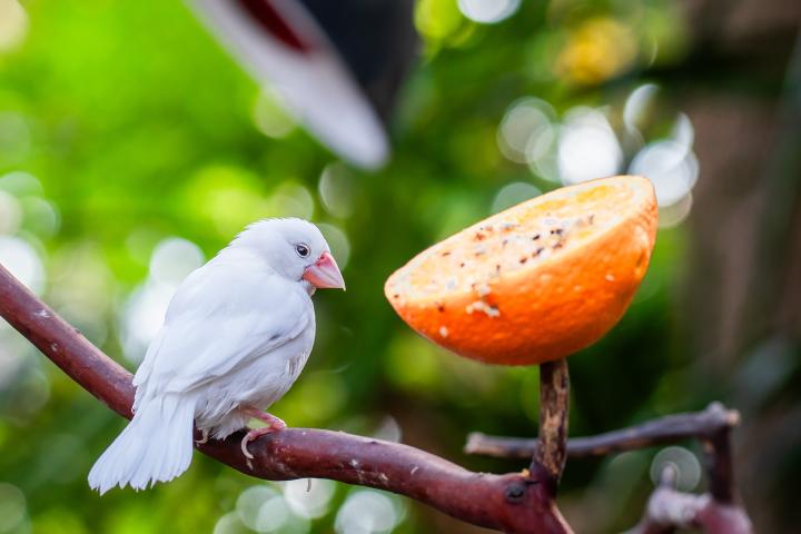 Un Pinzón bengalí blanco se alimenta de un fruto en los bosques de Canadá.