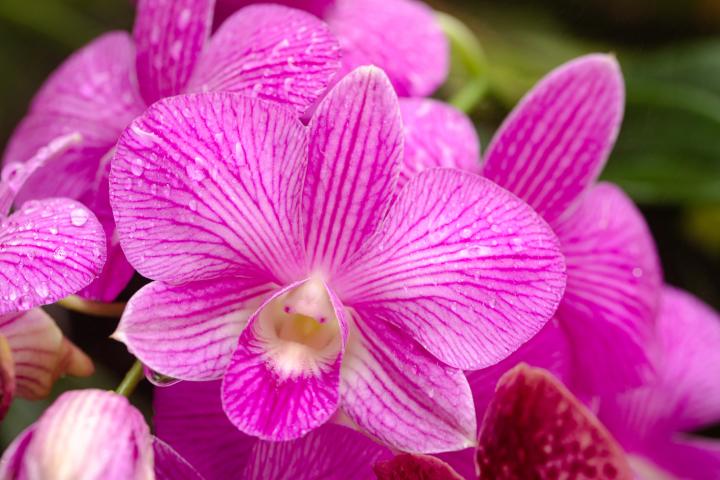 Imagen de archivo de un plano detalle de una orquídea.