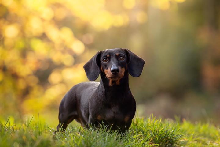 Un perro salchicha.