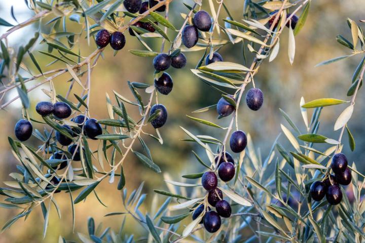 Olivas negras de un olivo