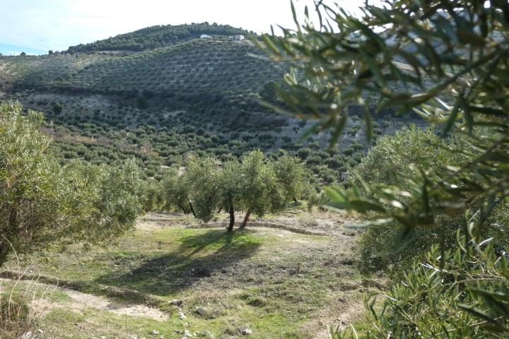 Imagen de archivo de olivares en Jaén (Andalucía).