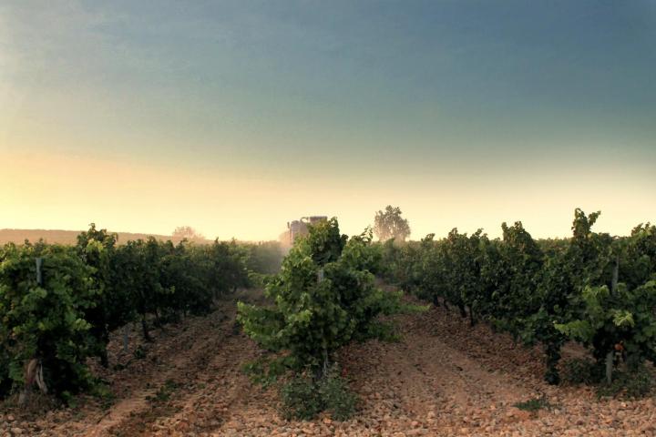 Viñedos de las Bodega Cuatro Rayas.