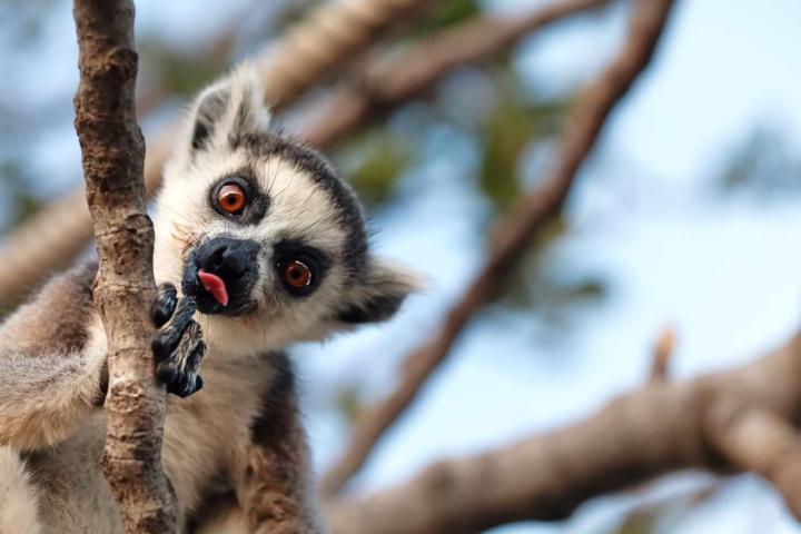 Lemur de cola anillada