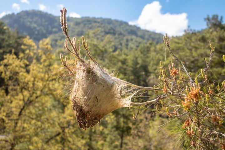 Un nido de procesionaria construido en la rama de un pino.