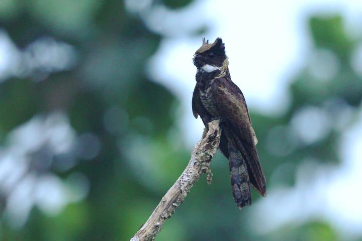 Un ejemplar de chotacabras orejudo o chotacabra orejuda grande ('Lyncornis macrotis').