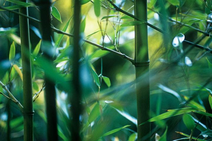 Imagen de una planta de bambú negro.