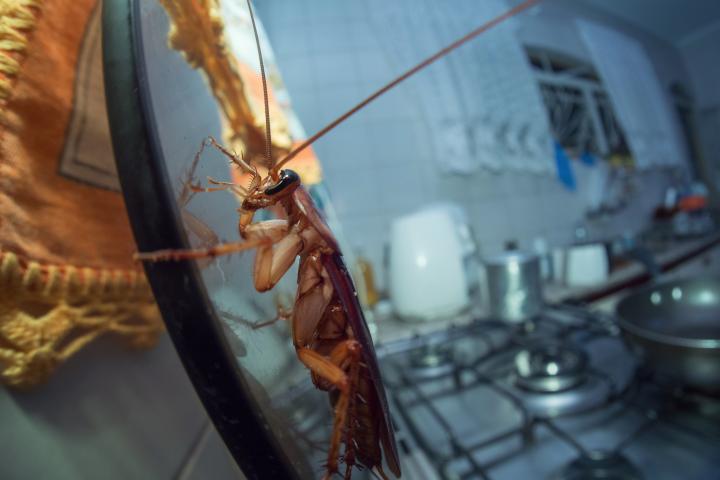 Una cucaracha en una cocina.