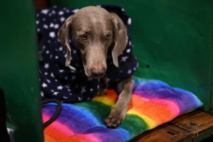 Un Weimaraner en una imagen de archivo