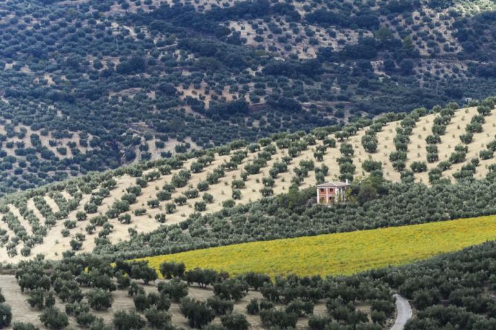 'Mar de olivos' en los alrededores de Cazorla, Jaén
