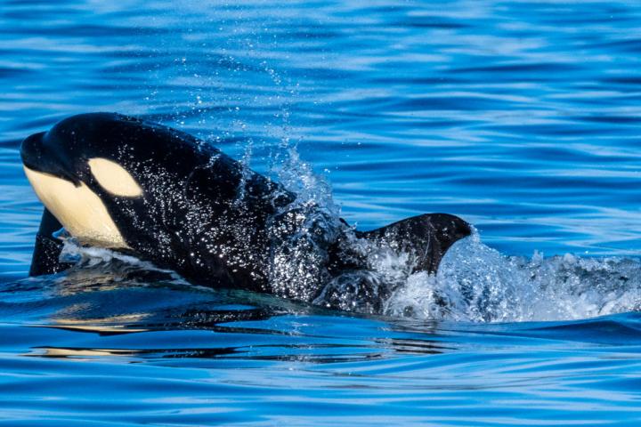 Una orca, en una imagen de archivo