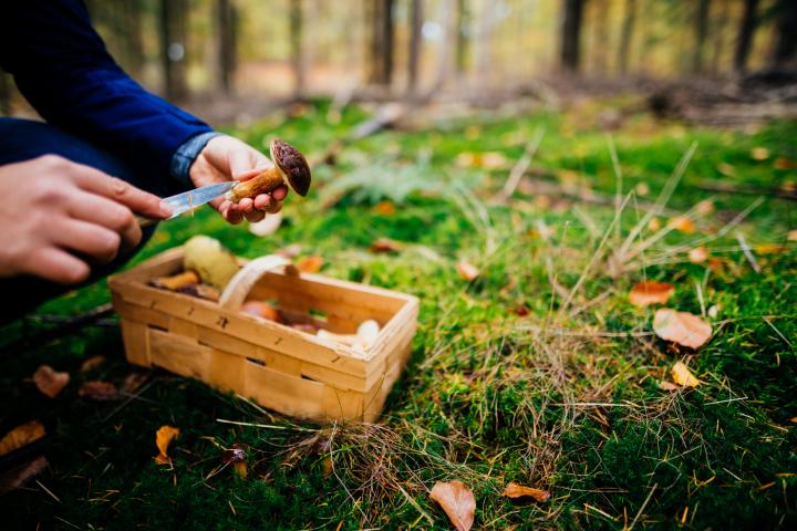 Imagen de archivo de una persona recogiendo setas.