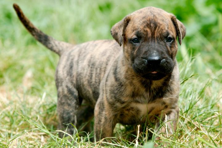 Presa Canario es una de las razas de perro autóctonas en las islas Canarias