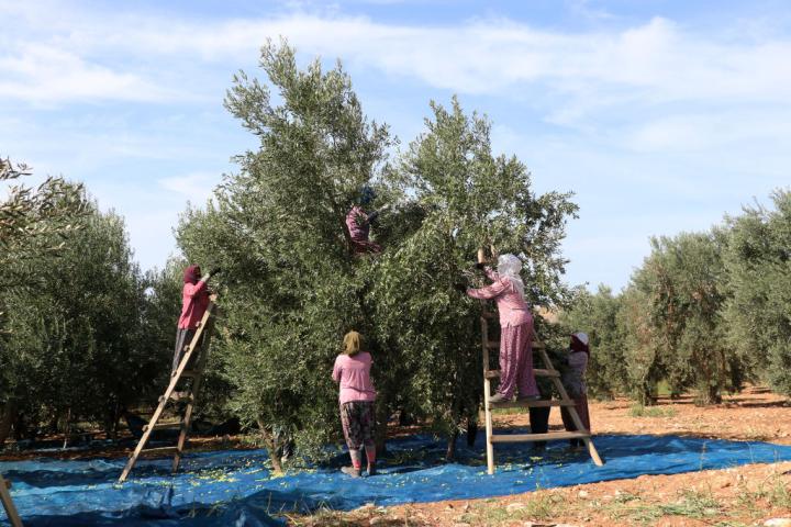 Recogida de la aceituna para elaborar aceite de oliva en Manisa (Turquía).
