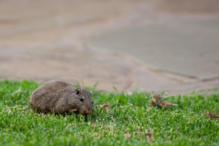 Una rata gigante en Namibia (África).