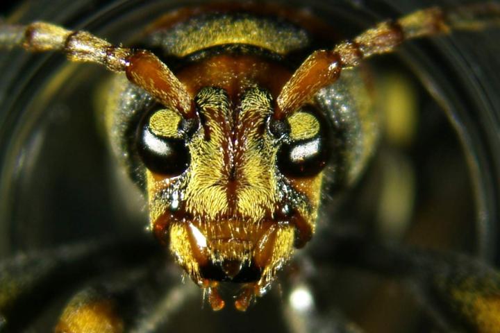 Xylotrechus chinensis