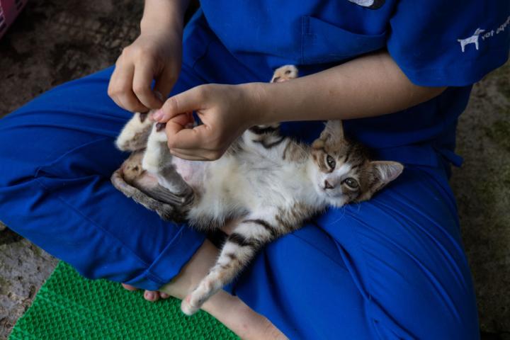 Un gato, en tratamiento en un centro de animales en Vietnam