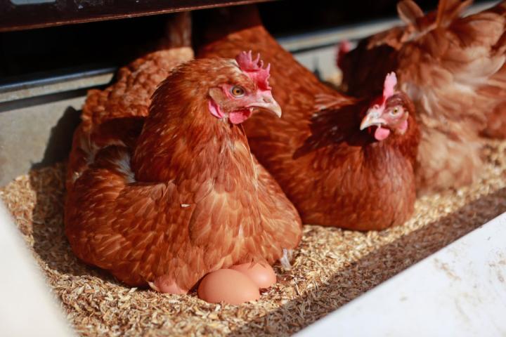 Imagen de archivo de varias gallinas ponedoras.