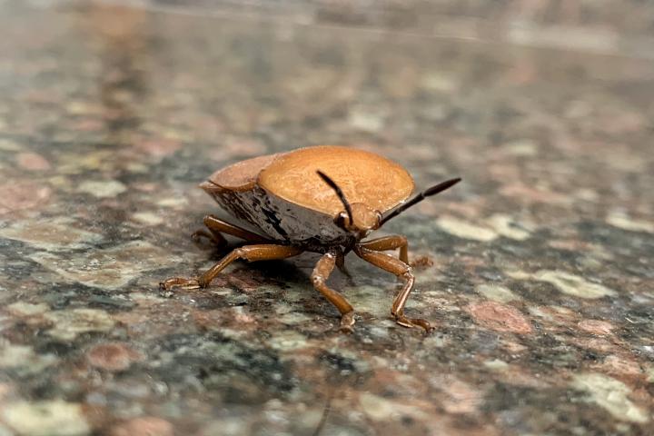 Una chinche apestosa.