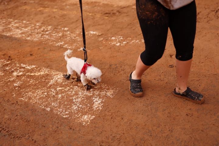 Un perro camina sobre el barro en las calles inundadas de Paiporta.