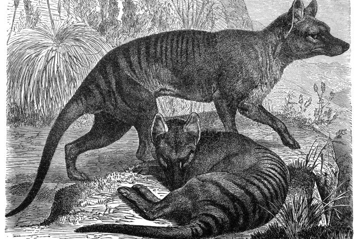 Ilustración de un tigre de Tasmania.