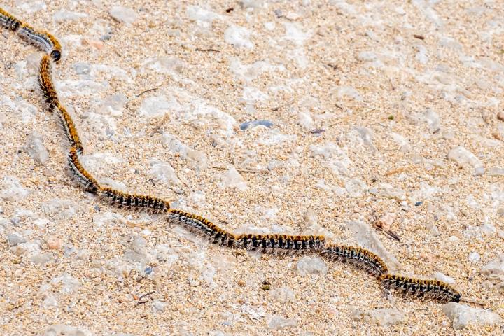 Oruga procesionaria.