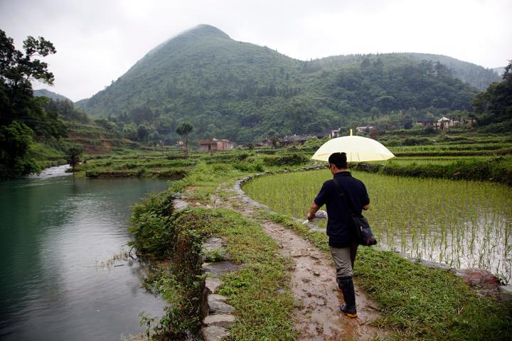 Arrozan en la provincia china de Hunan
