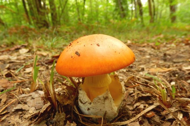 La deseada 'seta de los reyes', en un bosque en otoño.